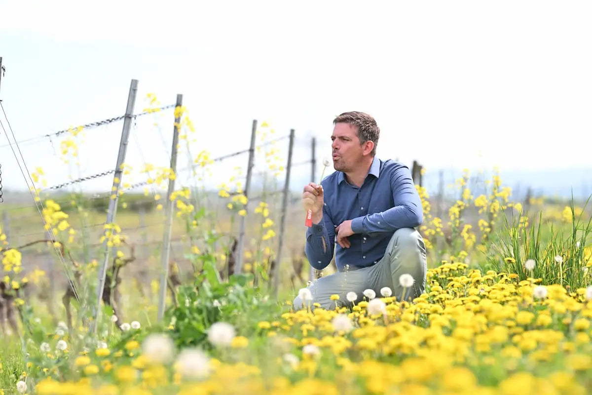 Christoph Erbeldinger mit Pusteblume im Weingut