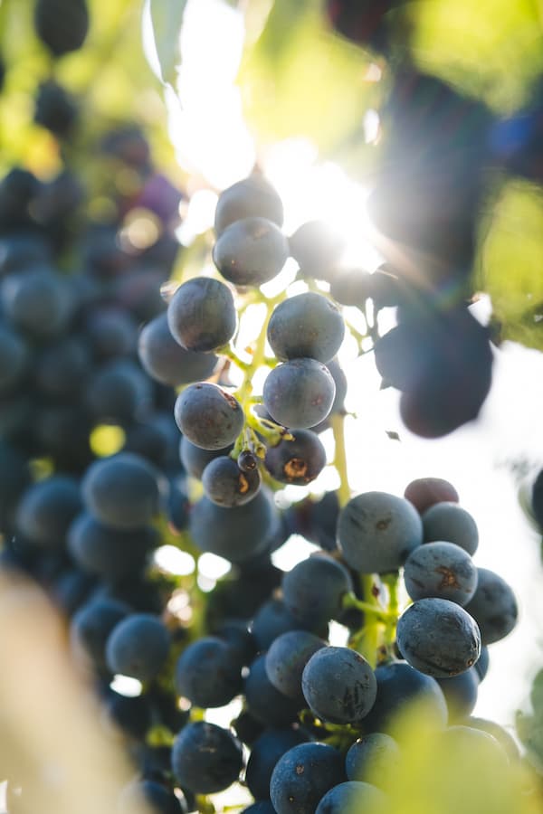 Rotweintraube lockerbeerig Erbeldinger
