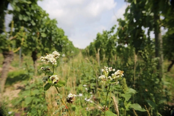 Erbeldinger Wildblumen im Weinberg