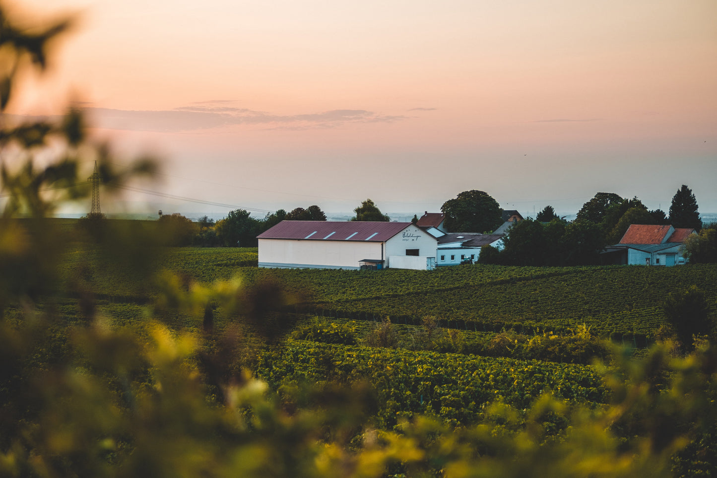 stimmungsbild_weingut_erbeldinger__PID:c2a3a403-b565-4ad8-b8c6-bca9e9703ca6