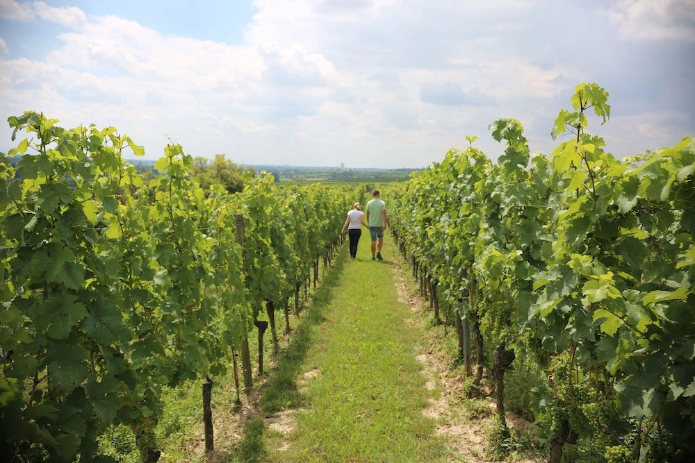 Zu Fuss durch den Erbeldinger Weinberg 