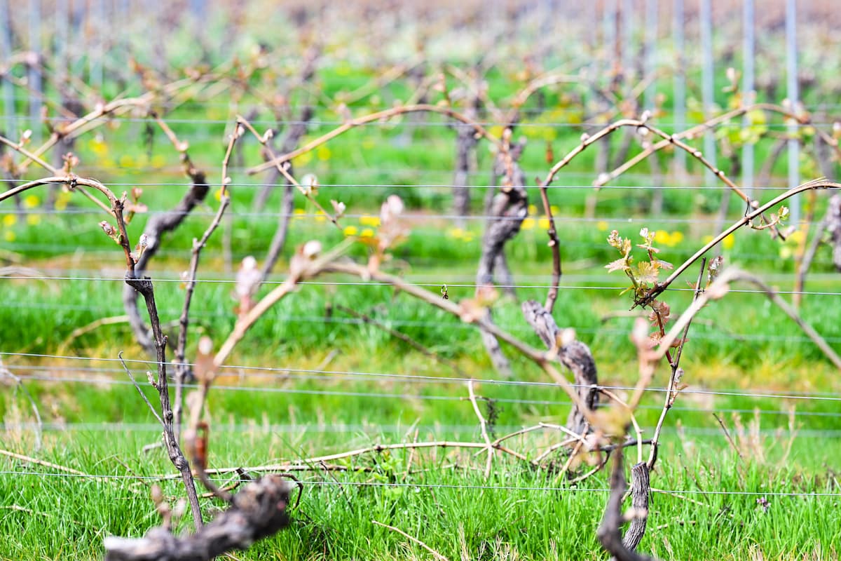 Weinberg Austrieb Erbeldinger
