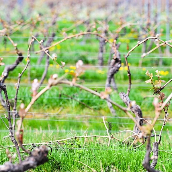 Weinberg Austrieb im Erbeldinger Weingut